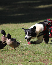 Sheepdogs