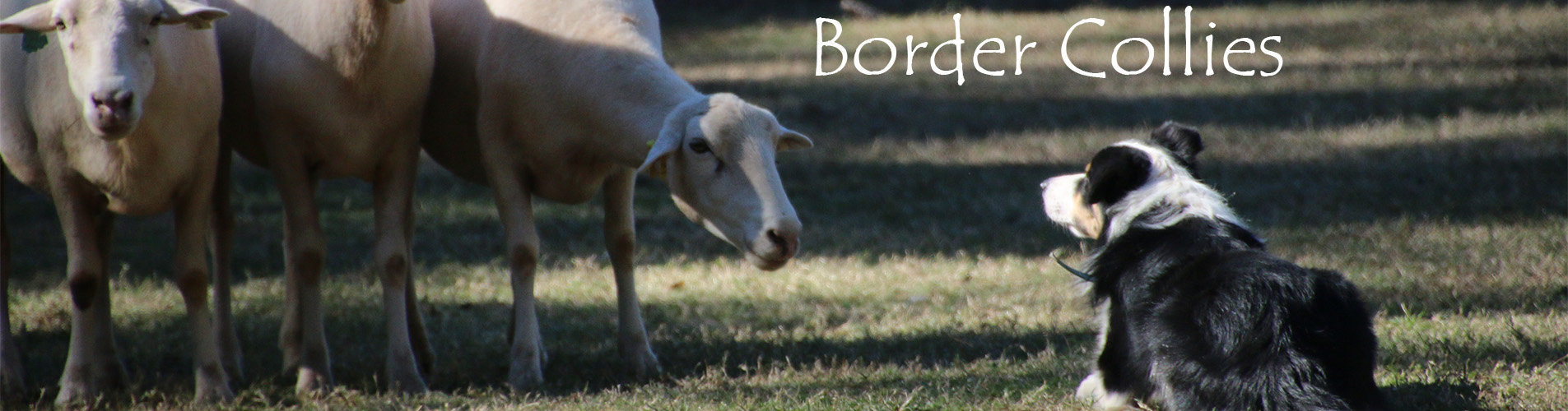 Border Collies