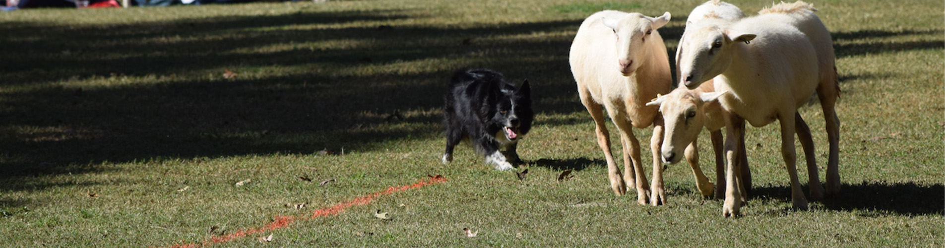 Border Collie and sheep