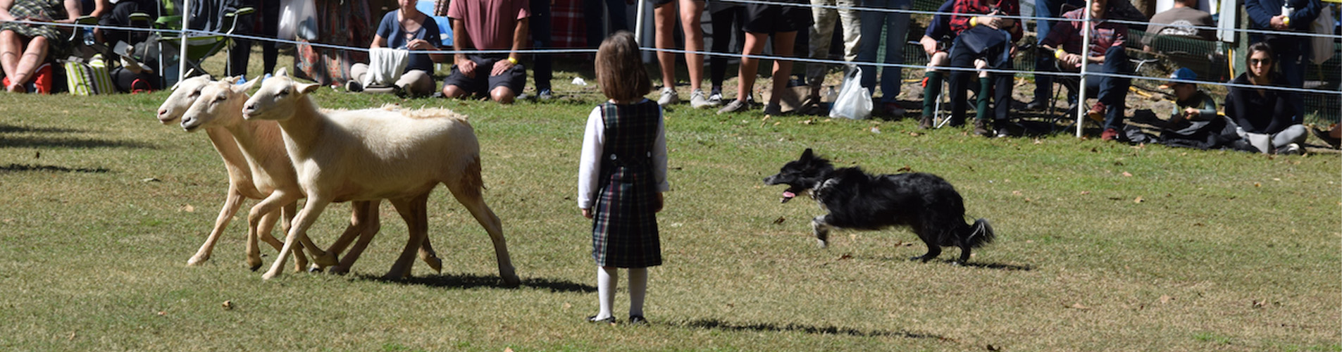 Border Collie and sheep